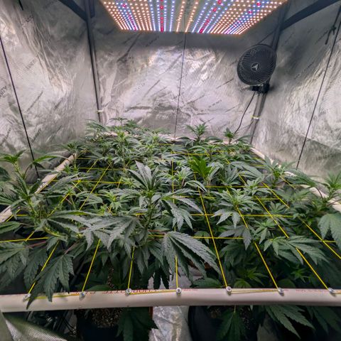 Tengu growlog timeline photo