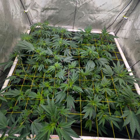 Tengu growlog timeline photo