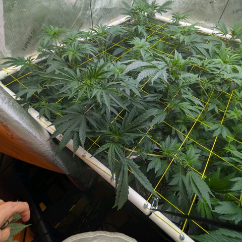 Tengu growlog timeline photo