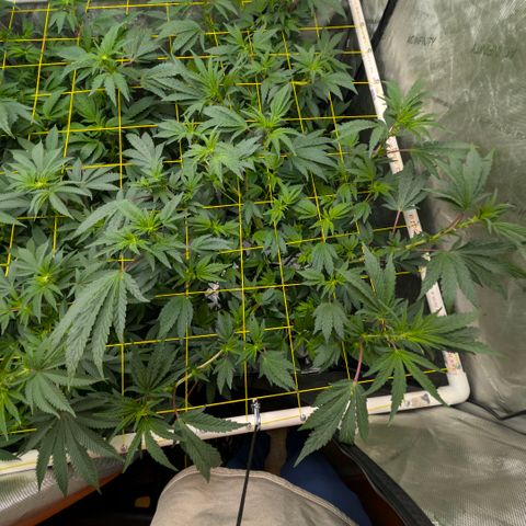 Tengu growlog timeline photo