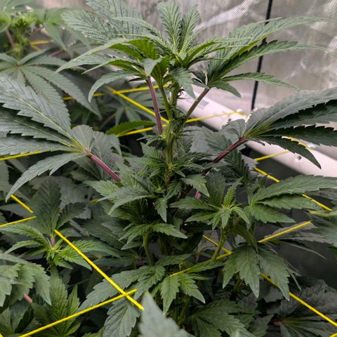 Tengu growlog timeline photo