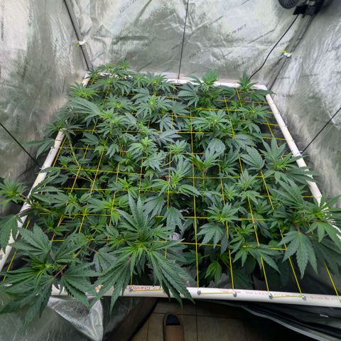Tengu growlog timeline photo