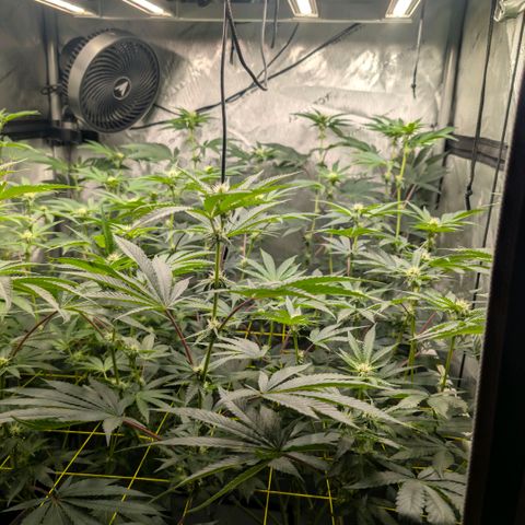 Tengu growlog timeline photo