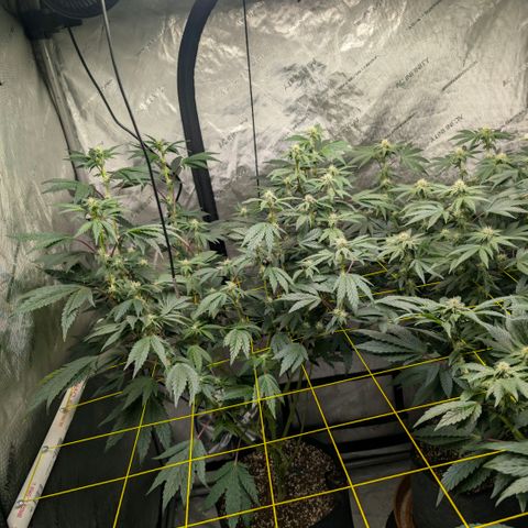 Tengu growlog timeline photo