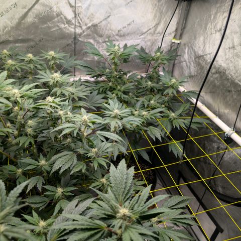 Tengu growlog timeline photo