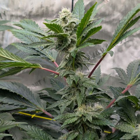 Tengu growlog timeline photo
