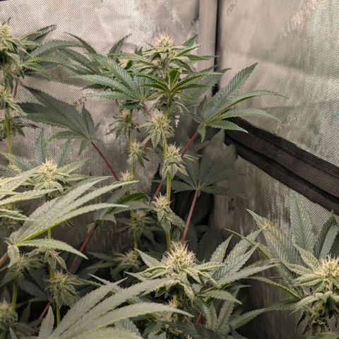 Tengu growlog timeline photo
