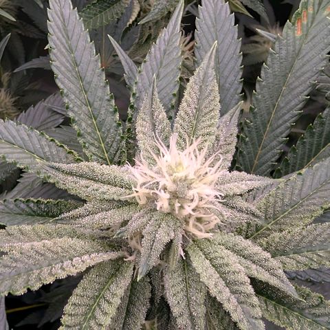 Tengu growlog timeline photo