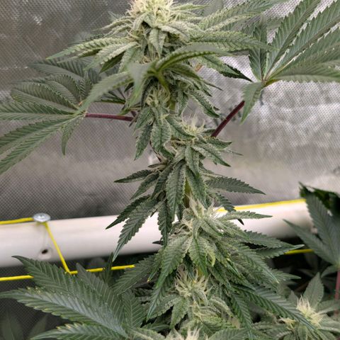 Tengu growlog timeline photo