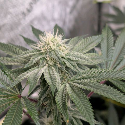 Tengu growlog timeline photo