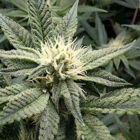 Tengu growlog timeline photo