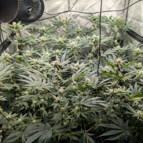 Tengu growlog timeline photo