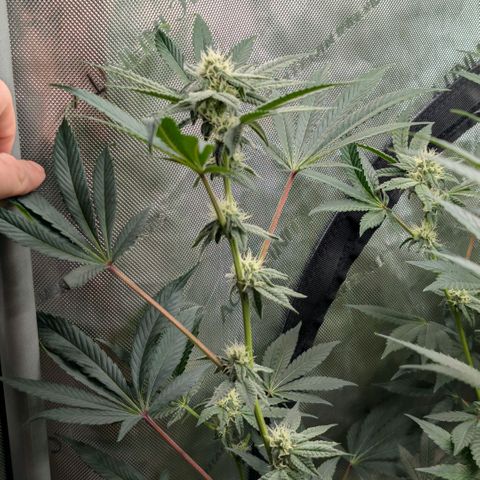 Tengu growlog timeline photo