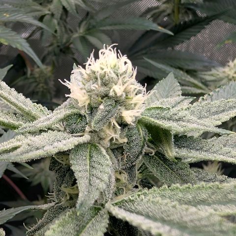Tengu growlog timeline photo