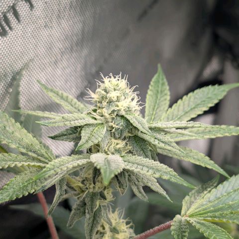 Tengu growlog timeline photo