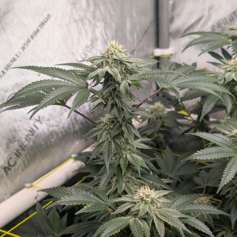 Tengu growlog timeline photo
