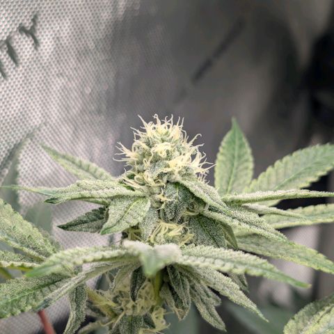Tengu growlog timeline photo
