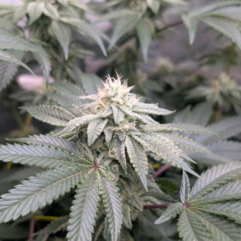 Tengu growlog timeline photo