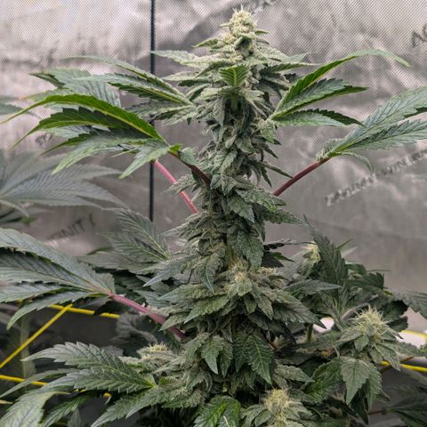 Tengu growlog timeline photo