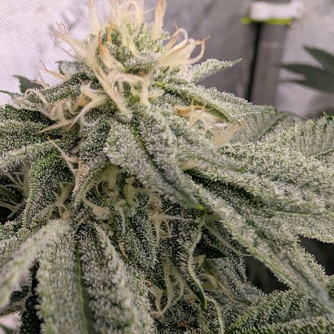 Tengu growlog timeline photo