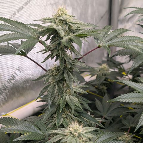 Tengu growlog timeline photo