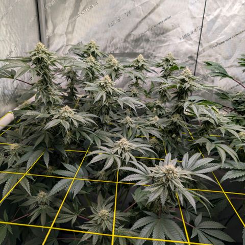 Tengu growlog timeline photo