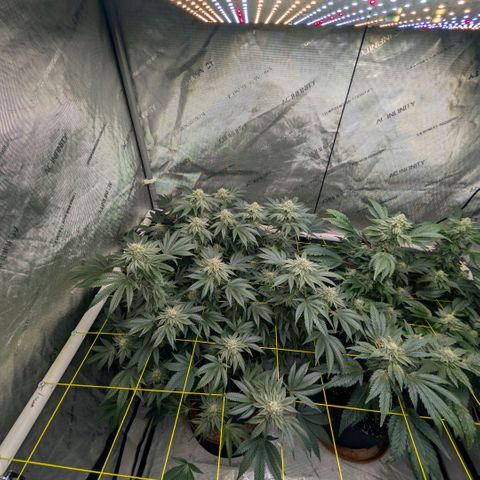 Tengu growlog timeline photo