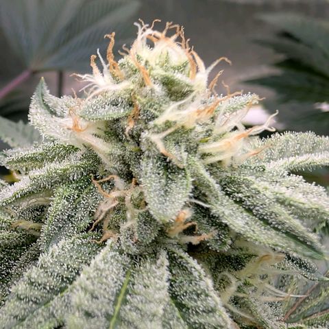 Tengu growlog timeline photo