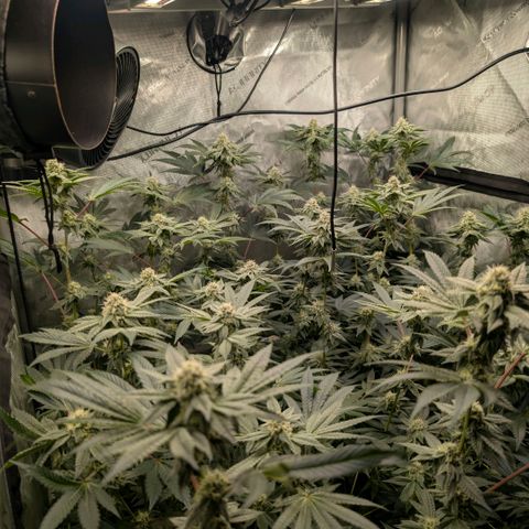 Tengu growlog timeline photo