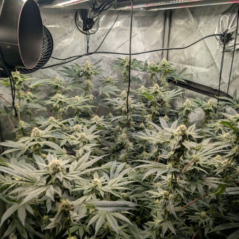 Tengu growlog timeline photo