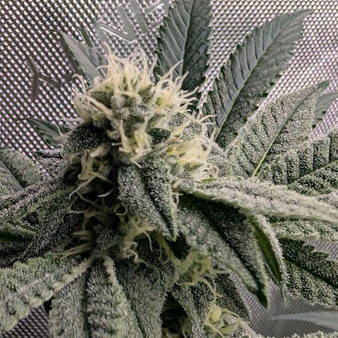 Tengu growlog timeline photo