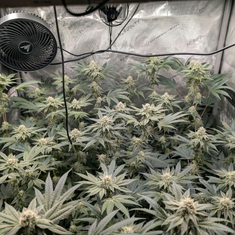 Tengu growlog timeline photo