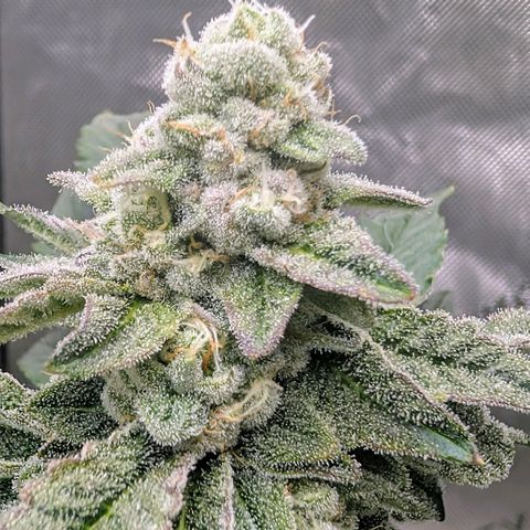 Tengu growlog timeline photo