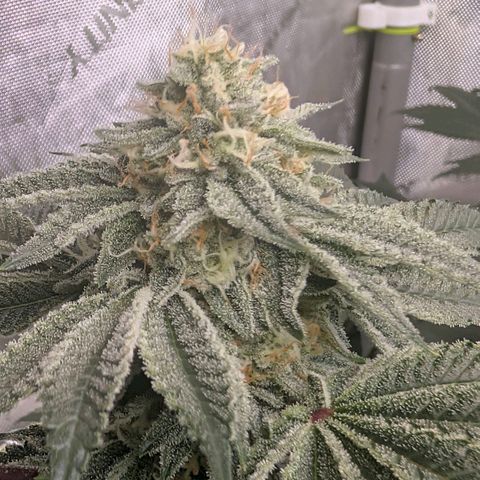 Tengu growlog timeline photo