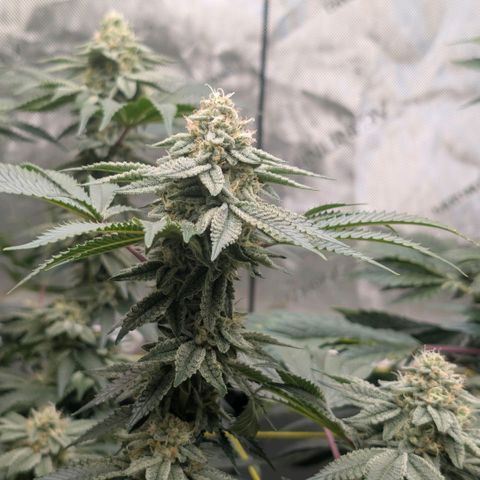 Tengu growlog timeline photo