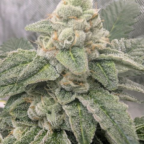 Tengu growlog timeline photo