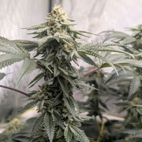 Tengu growlog timeline photo
