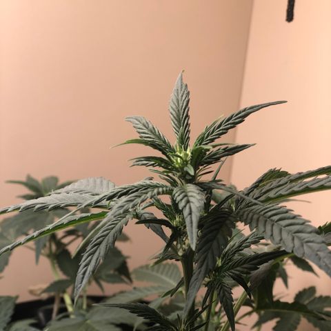 Jack Herrer growlog timeline photo