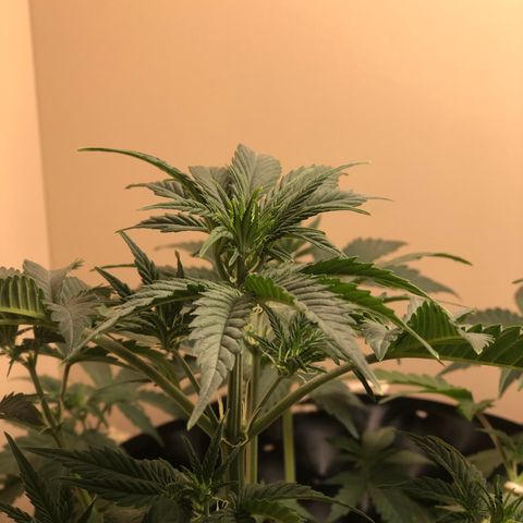Jack Herrer growlog timeline photo