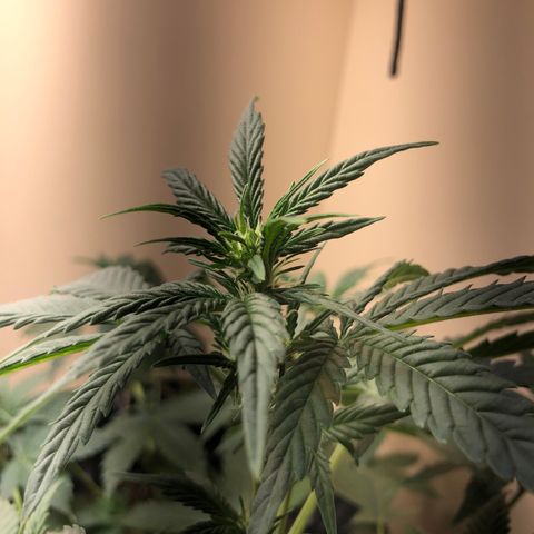 Jack Herrer growlog timeline photo