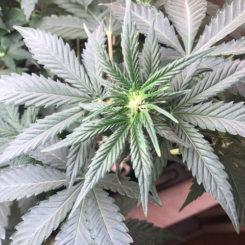 Jack Herrer growlog timeline photo