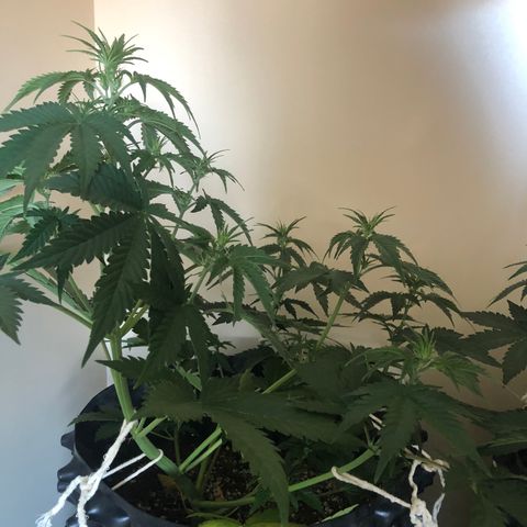 Jack Herrer growlog timeline photo