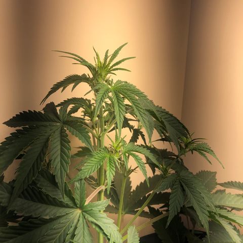 Jack Herrer growlog timeline photo