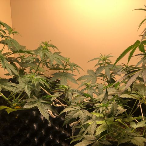 Jack Herrer growlog timeline photo