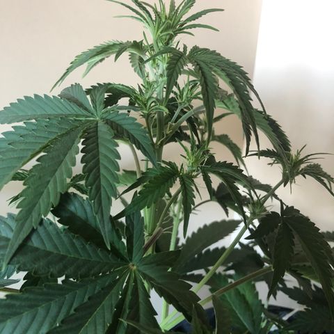 Jack Herrer growlog timeline photo