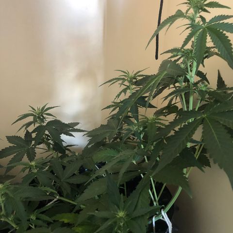 Jack Herrer growlog timeline photo