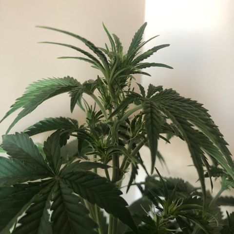 Jack Herrer growlog timeline photo