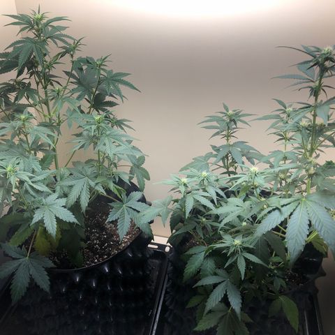 Jack Herrer growlog photo: She needs some water and deserved:)