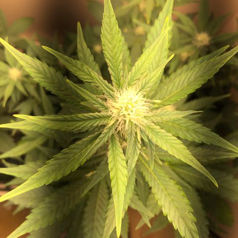 Jack Herrer growlog timeline photo