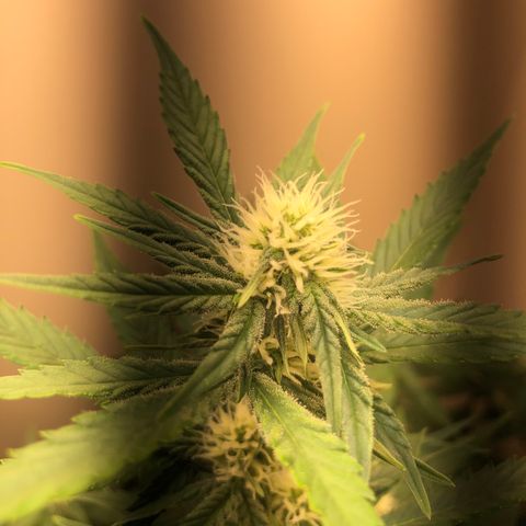 Jack Herrer growlog timeline photo
